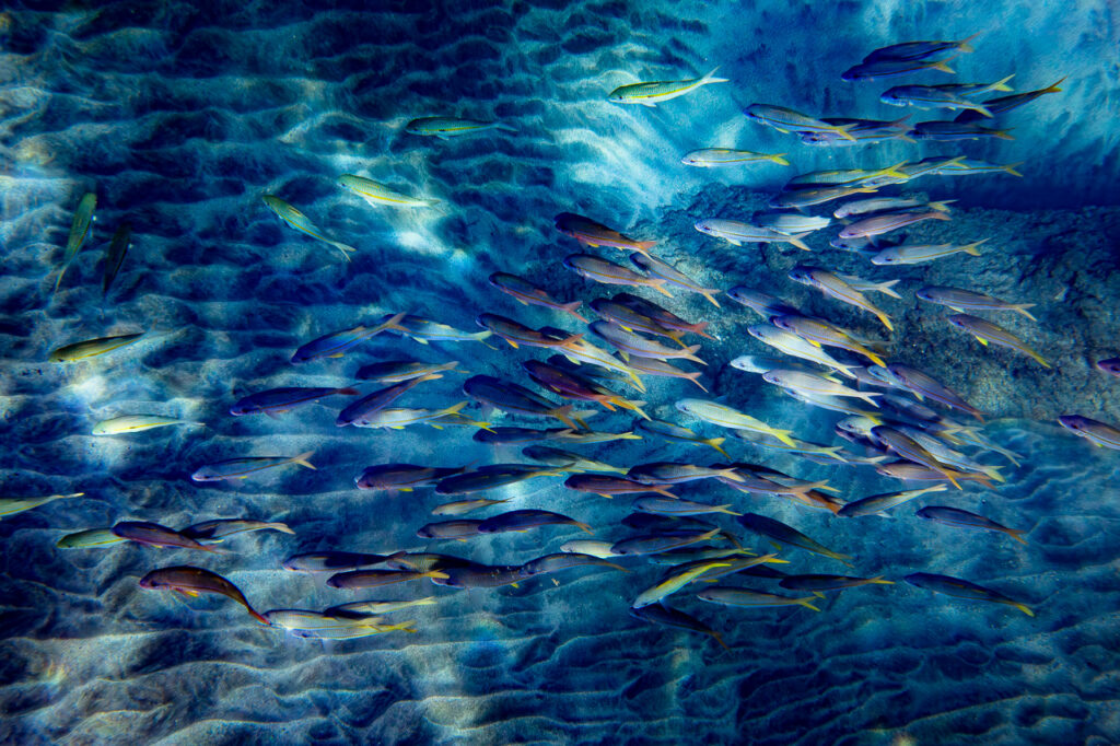 Textures schooling fish