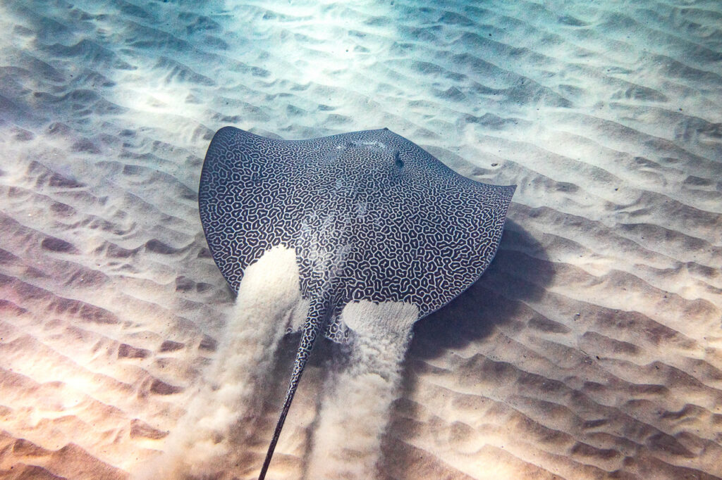 Leopard Whipray