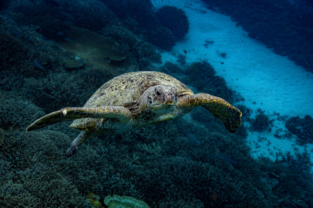 Wise Turtle