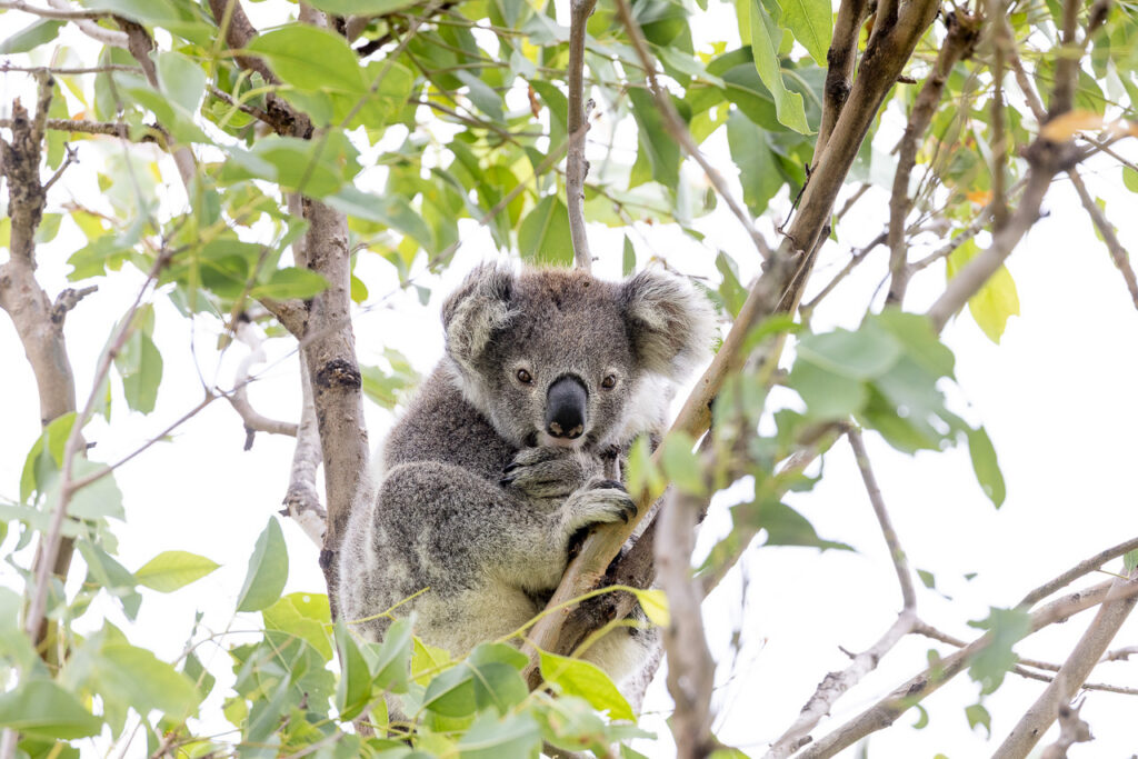 Koala