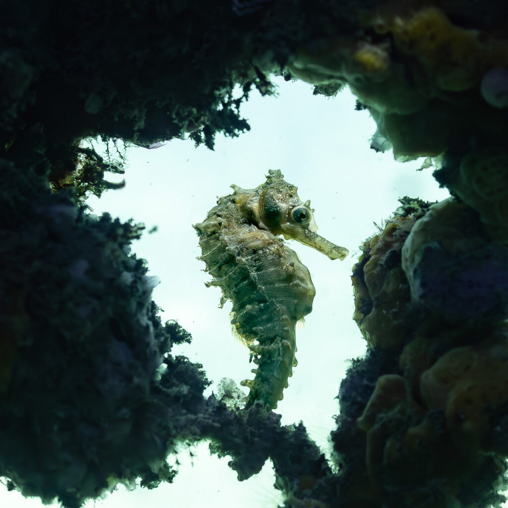 Sea Horse