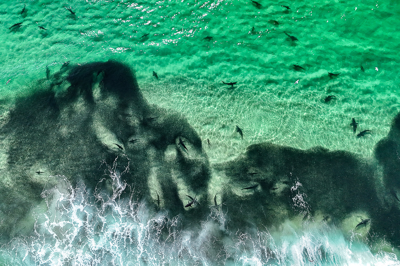 Dusky whalers, Tallows Beach