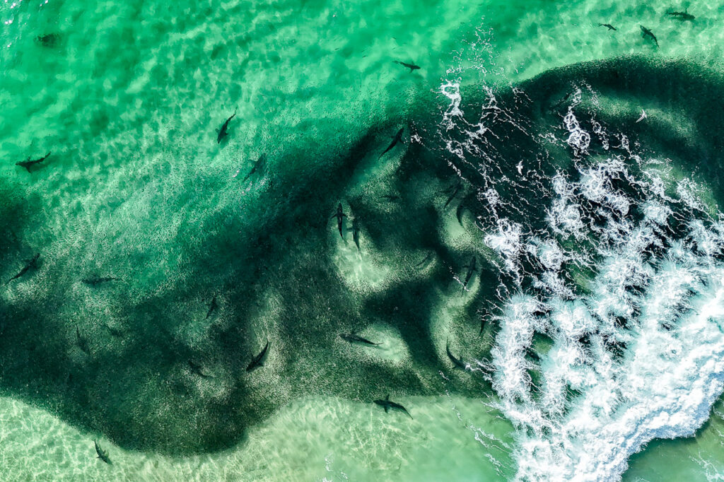 Dusky whalers, Tallows Beach v2